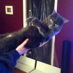 cat not using the litter box, Massachusetts — Alana Stevenson testimonial