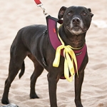 help for leash reactive pitbull, Alana Stevenson review, Australia (Charlie on a harness) 