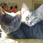 cat not using the litter box in Baltimore, Maryland — client review, Jonathan Balcombe