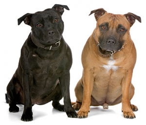 Alana Stevenson Dog Training Classes