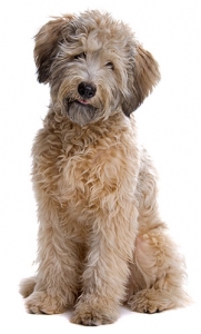 Doodle mix sitting for the Dog Reactive Dog class with Alana Stevenson
