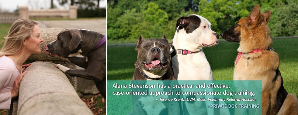 Private Dog Training - Alana Stevenson