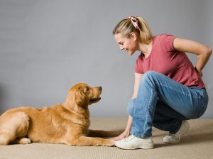 Alana Stevenson Dog Training