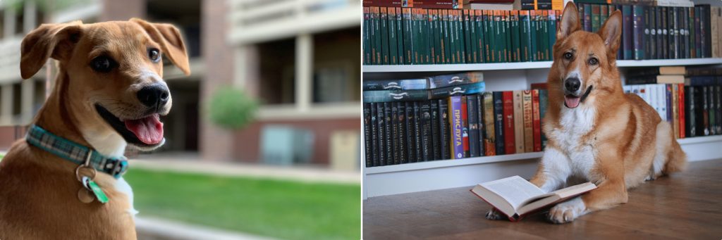 association learning and context learning in dogs — tan puppy next to tan and white shepherd mix with books for article on How Dogs Learn By Alana Stevenson