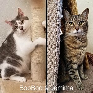 BooBoo and Jemima from Upper Valley Humane Society