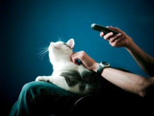 white and tabby cat on person's lap holding a TV remote for article on the need for pet-friendly housing