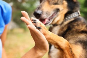 How Dogs Learn Alana Stevenson