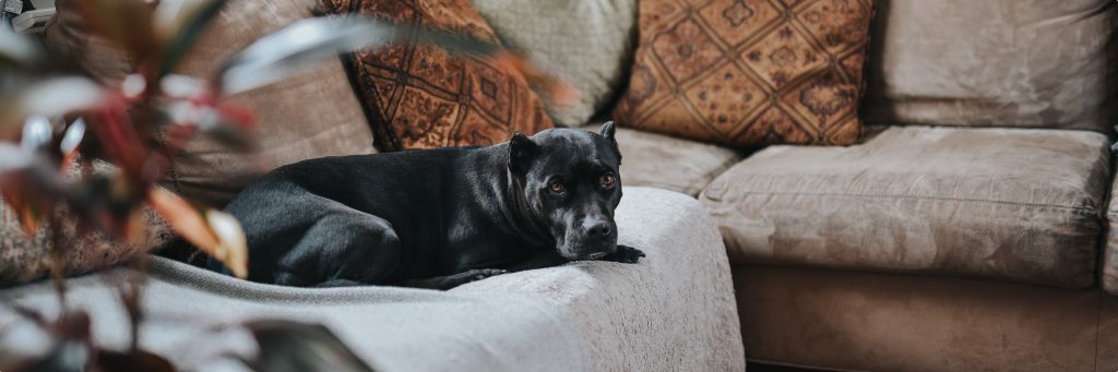 black Cane Corso lying on sofa for article on pet-friendly rentals by Alana Stevenson