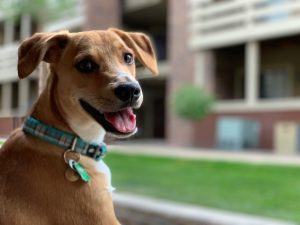 tan puppy for article on association and context learning in dogs by Alana Stevenson