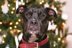 pet training tips for holidays