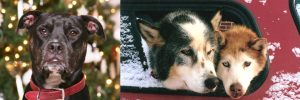 Bauer, rescued black pit bull in front of Christmas tree next to two husky malamutes in red pickup truck
