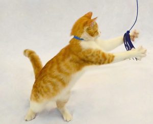 orange and white kitten playing with a blue toy for article on playing with a declawed cat by Alana Stevenson