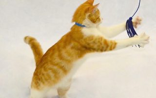 orange and white kitten playing with a blue toy for article on playing with a declawed cat by Alana Stevenson