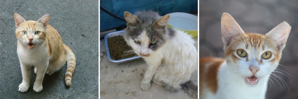 image of three cats for article on the differences between feral, stray, and community cats by Alana Stevenson