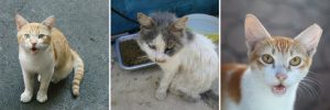 image of three cats for article on the differences between feral, stray, and community cats by Alana Stevenson