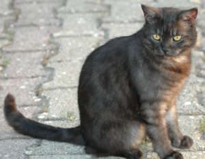 stray cat sitting outside