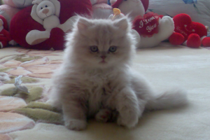 rescued long-haired kitten sitting on a bed