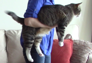 Holding and carrying a cat
