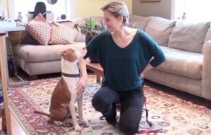 Alana Stevenson kneeling beside Lucy, a rescued pit bull, for harness and leash training video