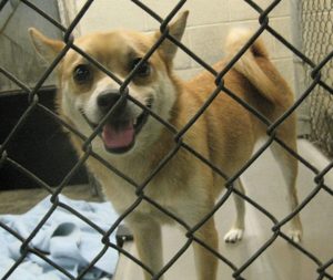 chihuahua in cage at animal shelter for article on reasons dogs and cats are surrendered at shelters