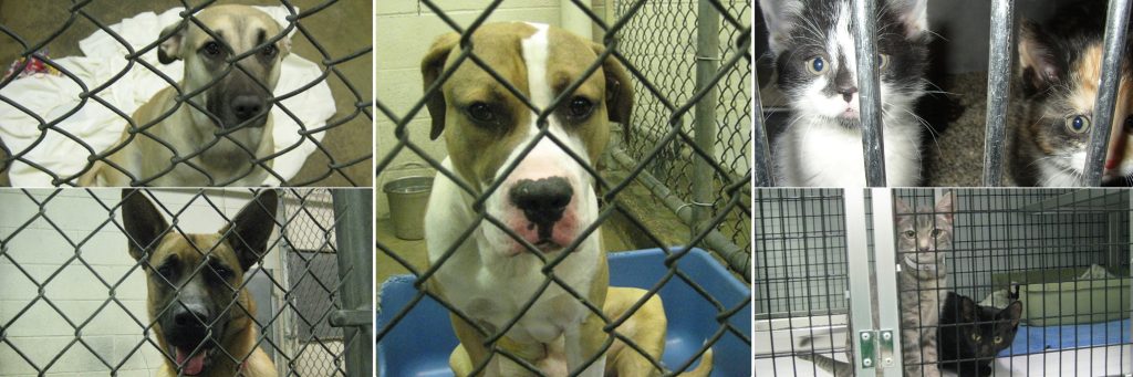 images of dogs and cats in cages at shelters for article on reasons why dogs and cats are surrendered at shelters and rehomed 