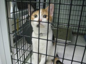 female calico cat in cage at the shelter