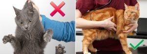 grey cat being carried and hung by the scruff next to orange cat being gently handled for article on alternatives to scruffing cats by Alana Stevenson