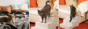 elderly cats with arthritis — orange cat on the bed, gray cats climbing up steps to get on the sofa