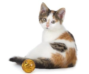 Calico kitten with gold toy ball for kitten training and socialization with Alana Stevenson