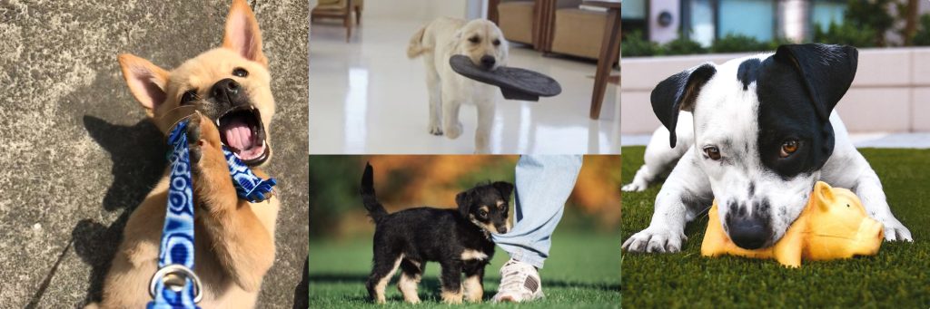 tan puppy biting leash, yellow lab puppy carrying slipper, little brown and tan puppy biting jeans, black and white puppy chewing a toy for puppy article