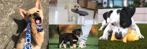 tan puppy biting leash, yellow lab puppy carrying slipper, little brown and tan puppy biting jeans, black and white puppy chewing a toy for puppy article