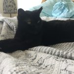 Introducing cats and cat not using the litter box — Alana Stevenson review, Plymouth, Massachusetts
