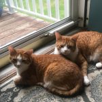 inter-cat aggression and fighting between cats, Hoboken, New Jersey — client review Alana Stevenson