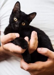 Kitten being supported instead of scruffed during handling