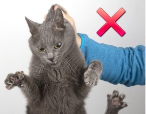 grey cat being improperly held by the scruff for article on Alternatives to Scruffing Cats By Alana Stevenson