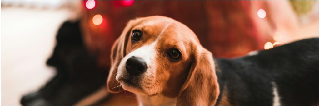beagle with Christmas lights for blog on How to Make Your Dog Happier this New Year's 
