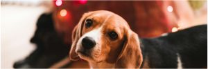 beagle with Christmas lights for blog on How to Make Your Dog Happier this New Year's