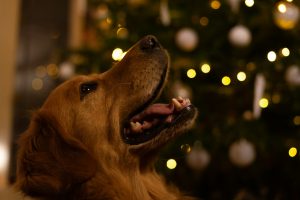 happy dog with holiday lights