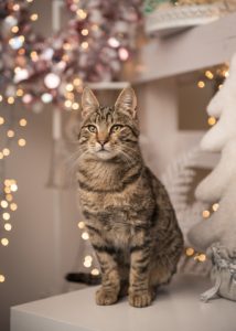 happy tabby cat sitting in front of pretty holiday lights