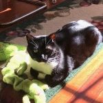 cat urinating outside of the litter box, Alana Stevenson review, Lexington, Massachusetts
