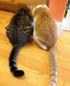 bonded pair of cats