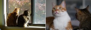 two cats looking out the window next to two cats side by side for article on Should You Get Another Cat?
