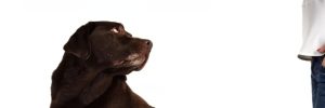 apprehensive brown labrador sitting and looking back at owner for blog article by Alana Stevenson