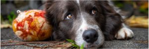 Mixed Border Collie looking up for blog article on "Why I Stopped Clicker Training" by Alana Stevenson