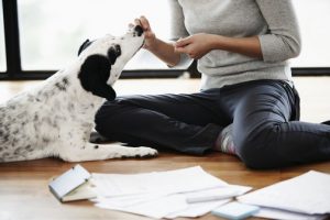 treats dog training