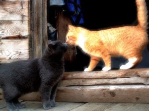 two friendly cat greeting each other © Humane Society of Greene County