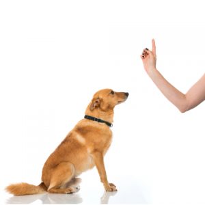 teach your dog to sit — woman holding up her finger with an anxious yellow mixed dog sitting