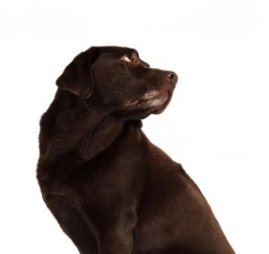 anxious brown lab looking back at owner for article on making your dog sit by Alana Stevenson