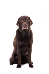 make a dog sit
