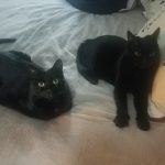 redirected aggression between cats client review on Alana Stevenson, New Hampshire